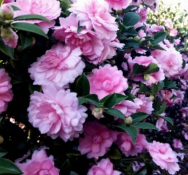 October Magic® Pink Perplexion™ Camellia, Camellia sasanqua 'Green 03-016'